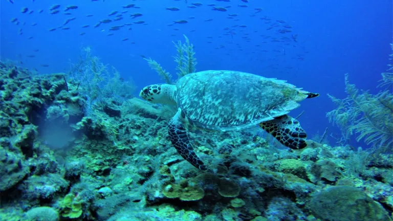 Tortugas marinas en Seaflower: especies y amenazas