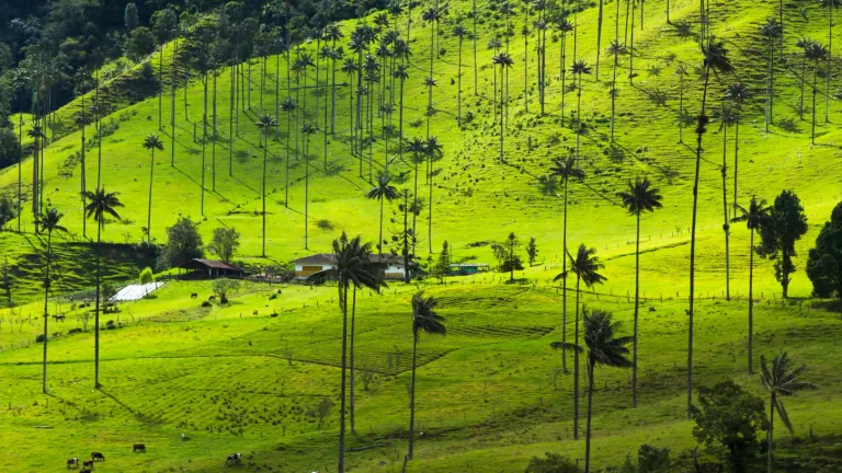 COP 16 Cali: Quindío con propuestas ambientales