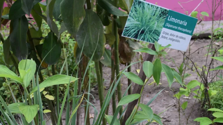 Guía Etnobotánica de Caldas: plantas medicinales