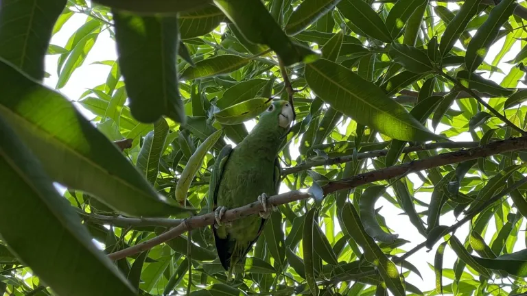 Los loros que viven en una universidad de Valledupar
