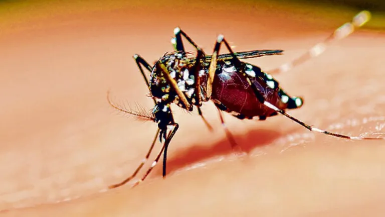 Santander: brote de dengue superó los 3.354 casos