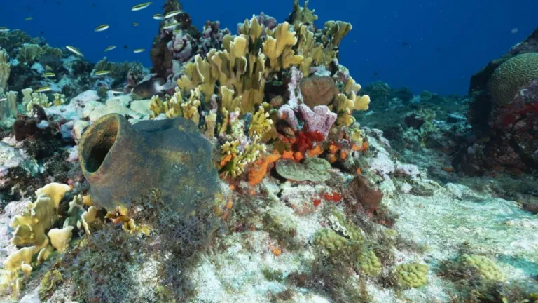 Protección de los corales en San Andrés