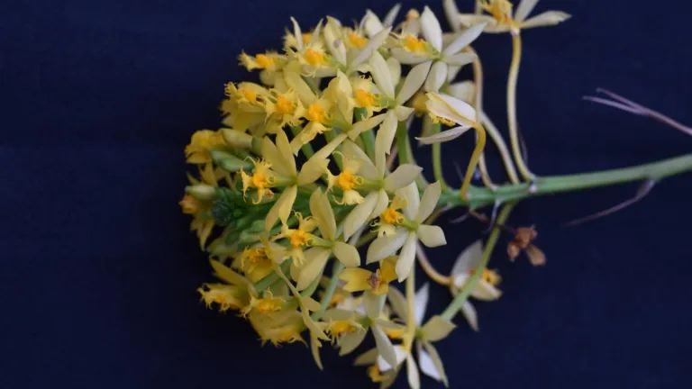 Orquídeas en Colombia | Descubren nueva especie en Huila 