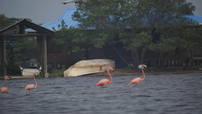 Avistamiento de aves en La Guajira | biodiversidad de Colombia