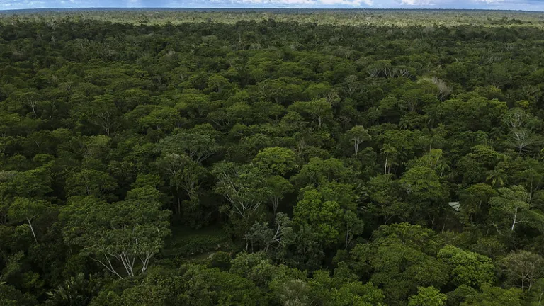 COP30 en Belém 2025: fondo histórico para proteger bosques 