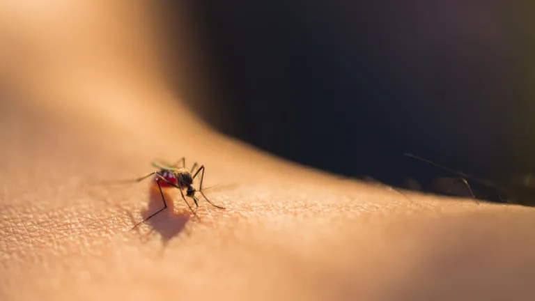 Riesgo de dengue, chikunguña y zika aumenta con las lluvias en el país