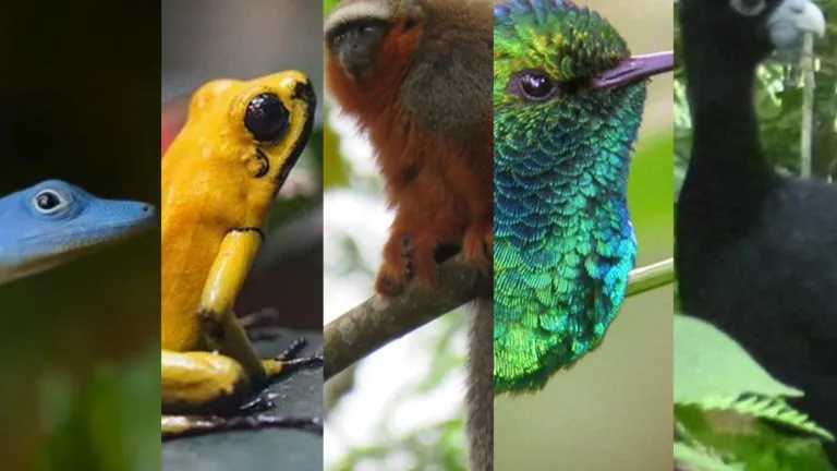 Cinco animales que solo viven en Colombia