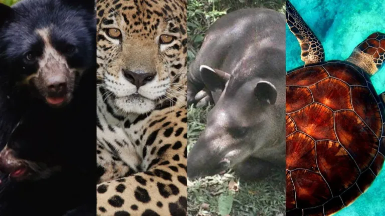  Cinco especies sombrilla que debemos preservar