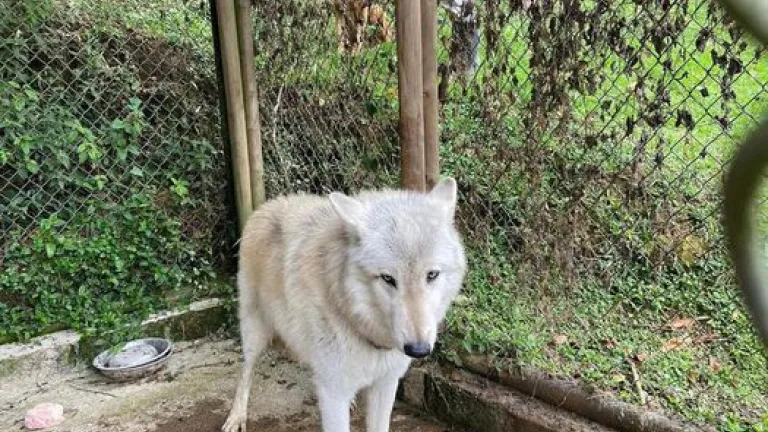 Perro lobo en Antioquia
