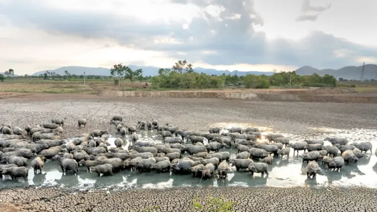 El IDEAM declaró oficialmente el fenómeno de El Niño en Colombia. Conoce los efectos previstos para 2026-2027 y las medidas de prevención.