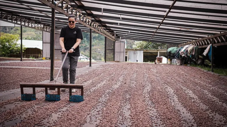 El sur del Tolima le apuesta al café de calidad mundial