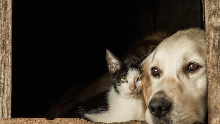 En el Día de la Esterilización Animal  una acción urgente frente al abandono de perros y gatos en Colombia
