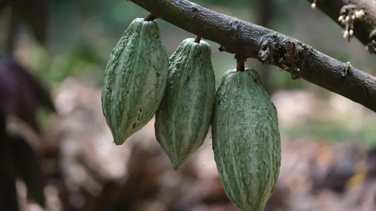 Caquetá: Comunidad Arhuaca aconseja a productores de cacao