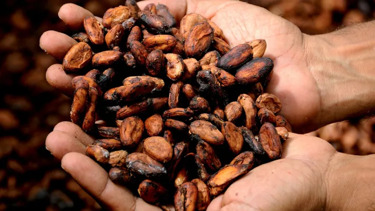 Exportaciones de cacao aumentaron 103,7%