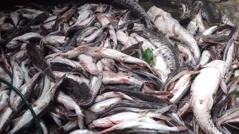 Santander: Pescadores reportan mortandad de peces en el río Carare