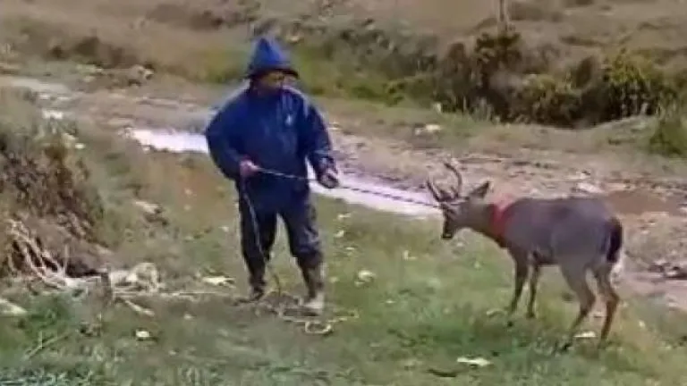 Venado como mascota en páramo en Santander: ¿qué está pasando?