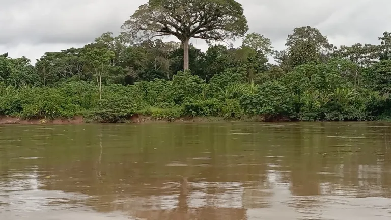 Promueven campaña para salvar la Amazonía