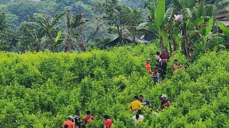 Tumaco: comunidad utilizada contra operación militar