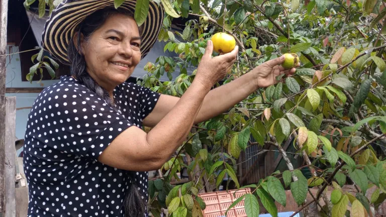 Frutos de paz en Putumayo, Tolima y Norte de Santander: una mirada al campo