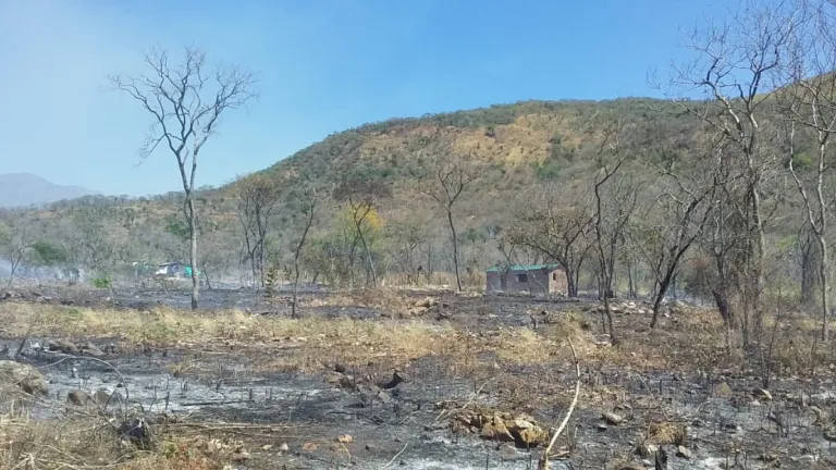 Incendio forestal en Sabana Crespo