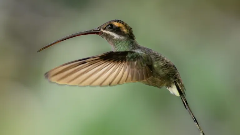 Ricaurte: Ecoturismo en Nariño con tucanes y colibríes