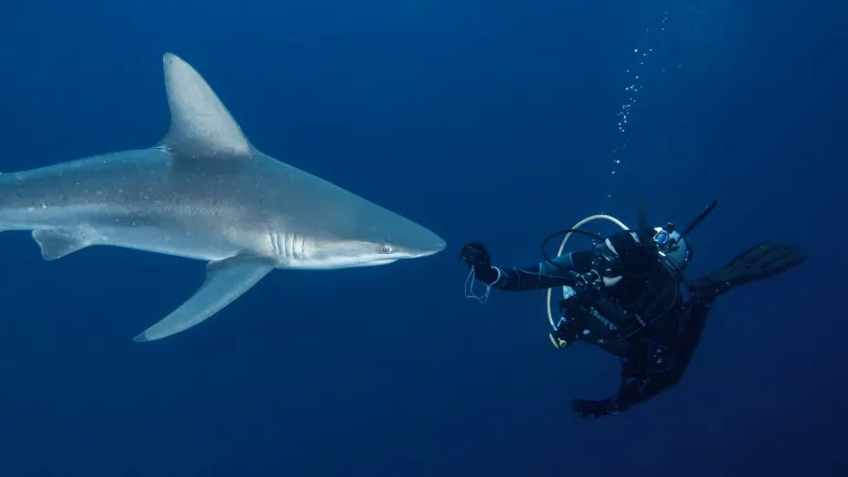 El tiburón: especie esencial en el ecosistema marino