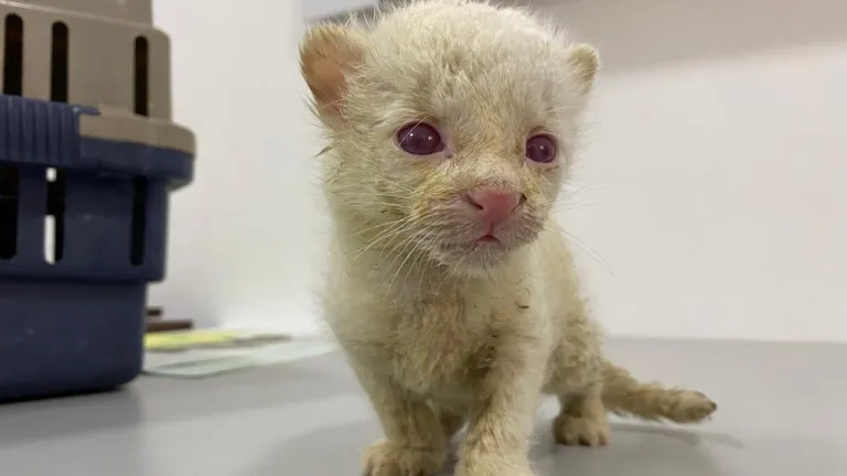 Rescatan al primer felino silvestre albino de Colombia