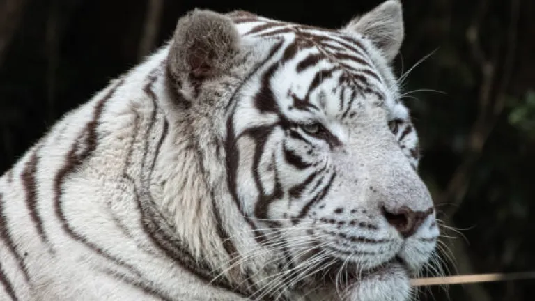 11 felinos fueron rescatados en México