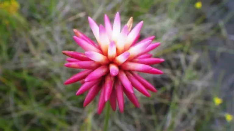 Liwi de Inírida, la flor que inspira la leyenda de la región y la imagen de la COP16