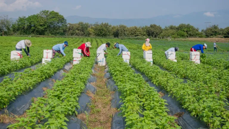 Albahaca cultivo que crece en el desierto La Tatacoa | Huila