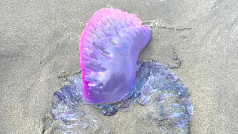 Restricciones en playas de San Andrés por presencia de 'agua mala'