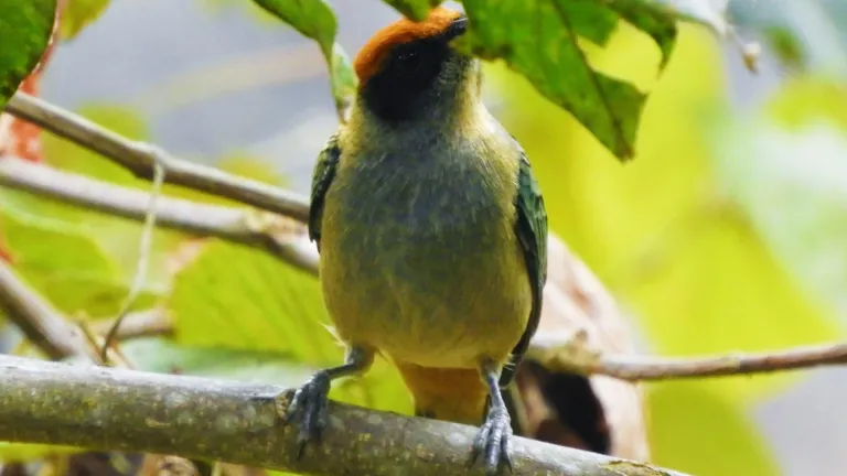 ¿Qué hacer en Florida, Valle del Cauca? Ecoturismo y naturaleza