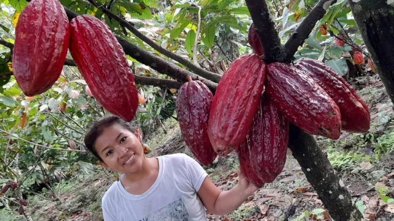 La Ruta del Chocolate, una deliciosa manera de disfrutar el agroturismo en Putumayo