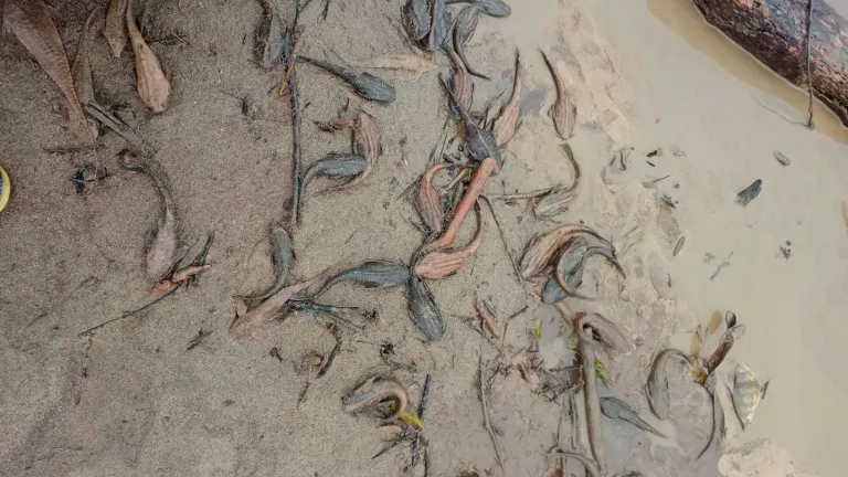 Alerta mortalidad peces río Caguán