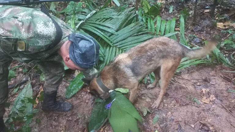 Niños desaparecidos avión en Guaviare: qué paso con los menores de edad 