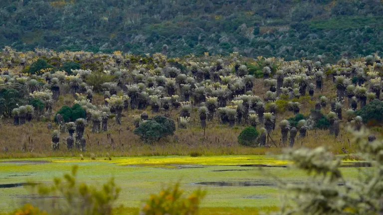 Gobierno del presidente Gustavo Petro protege 314 mil hectáreas del páramo Cruz Verde-Sumapaz