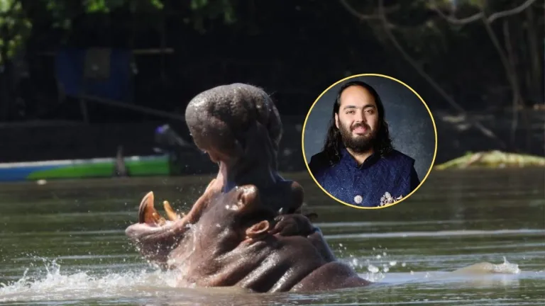 Hipopótamos en Colombia millonario indio Anant Ambani propone trasladar 80 ejemplares para evitar eutanasia