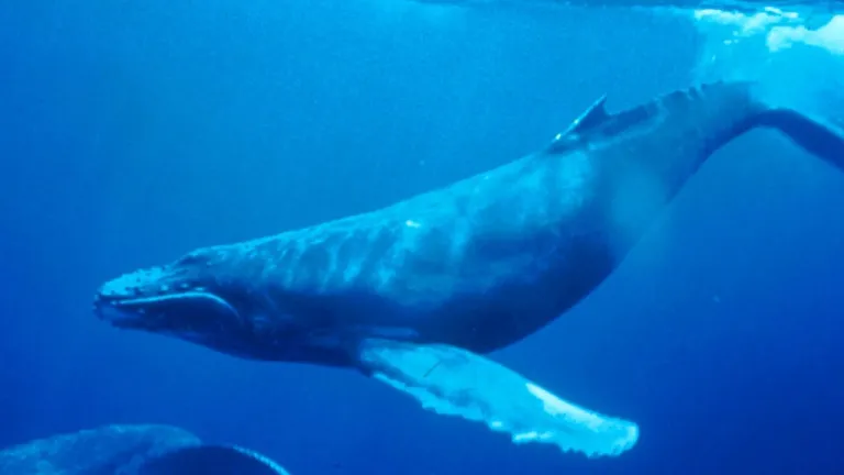 Ballenas rorcuales fueron avistadas en la Antártida luego de décadas