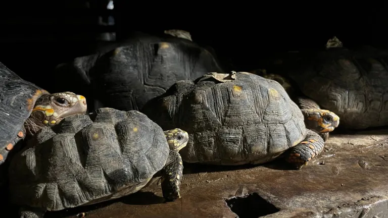 Tortugas liberadas en Santander