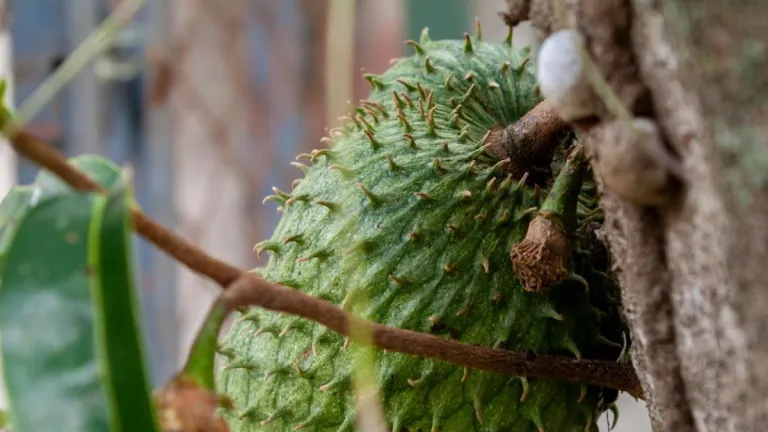 Acuerdo agrícola entre Tolima y Cundinamarca