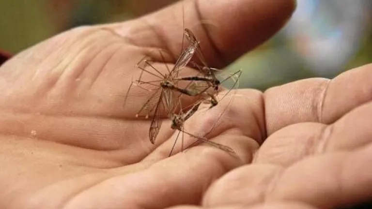 Dengue