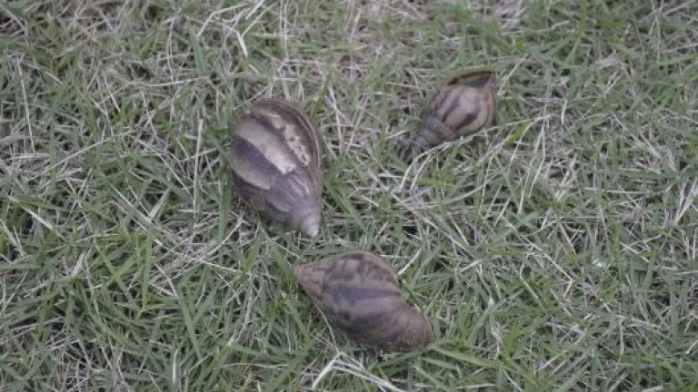 Especies exóticas en Colombia:  pez basa, caracol africano, erizo de tierra 