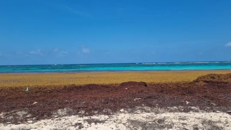 SAN ANDRES BUSCA TRANSFORMAR EL SARGAZO