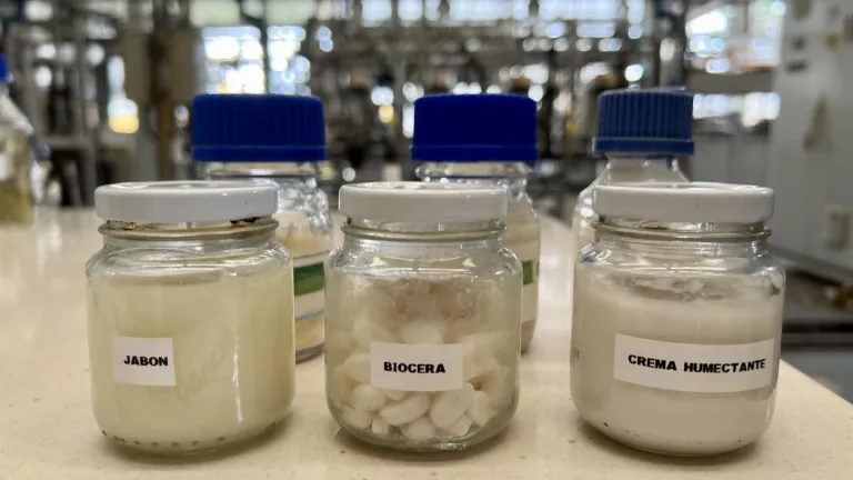 Nuevos productos cosméticos hechos con palma de cera