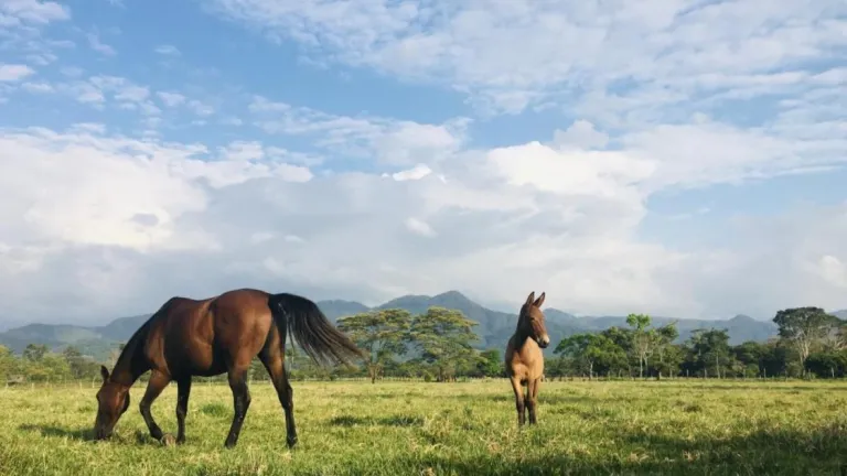 Historia de los caballos criollos en los Llanos Orientales
