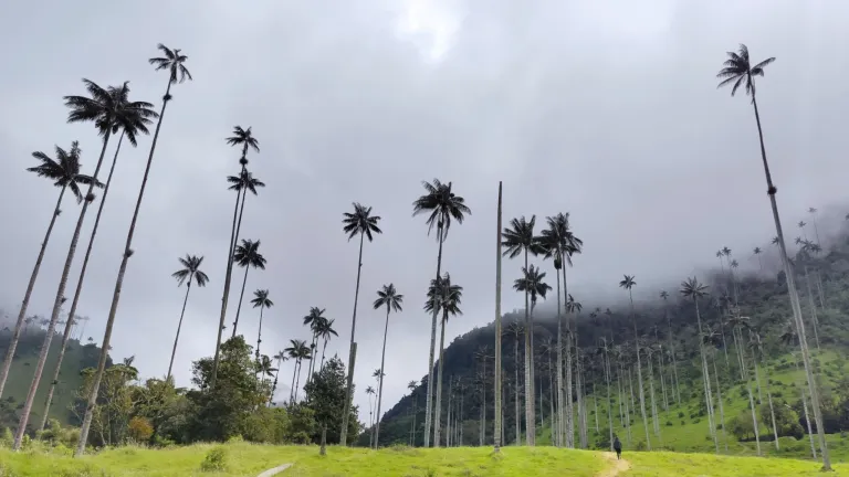 Palma de cera del Quindío: daño ambiental en Semana Santa