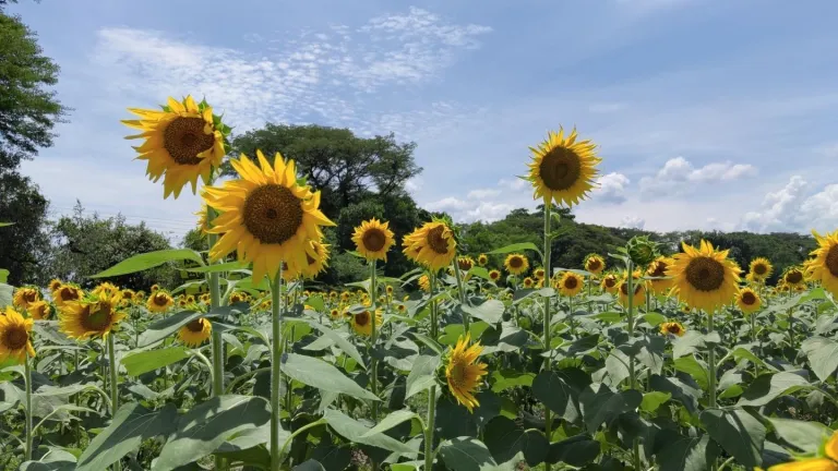 Planes turísticos en La Guajira | El paseo del girasol en Fonseca