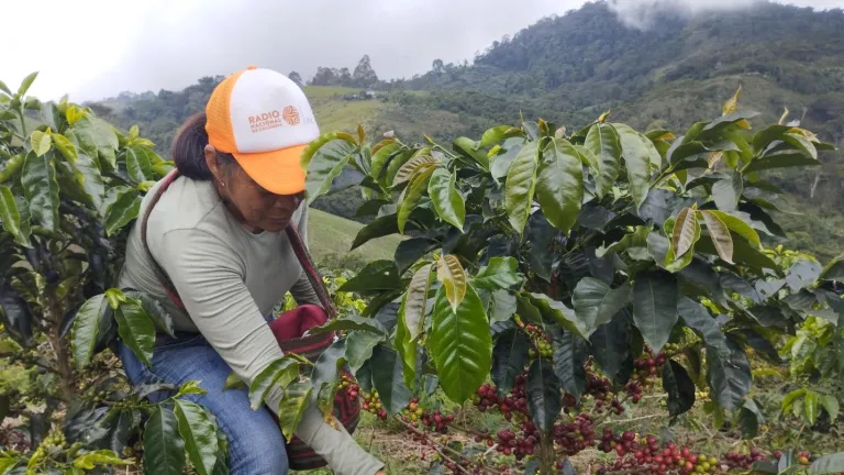 Café orgánico especial de la Sierra Nevada de Santa Marta
