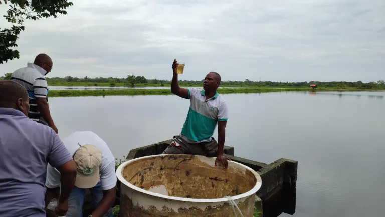 Camarón colombiano: así es la siembra en Tumaco