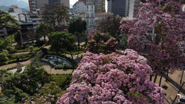 Florecimiento de los ocobos en Ibagué: un espectáculo natural de color rosa